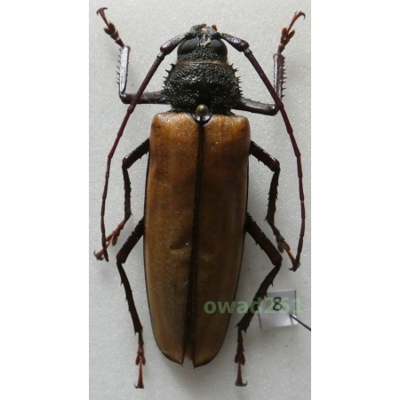 Aulacotoma tenuelimbata (Nonfried, 1892) Malaysia 59mm8